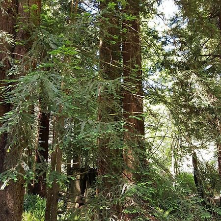 Emerald Forest Cabins Trinidad Rom bilde
