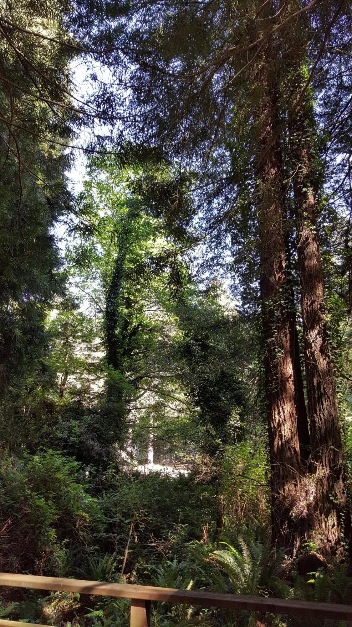 Emerald Forest Cabins Trinidad Rom bilde