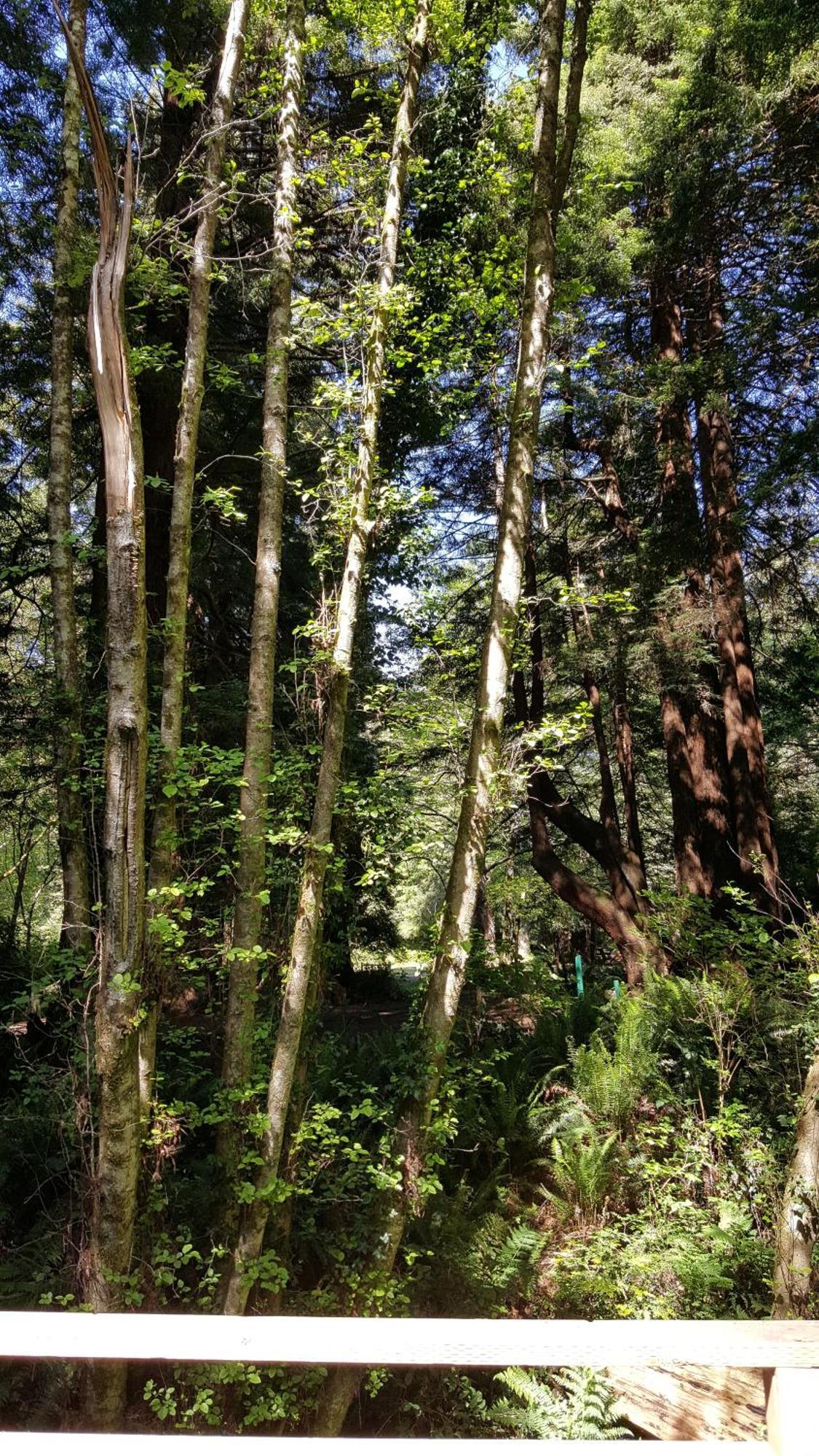 Emerald Forest Cabins Trinidad Rom bilde